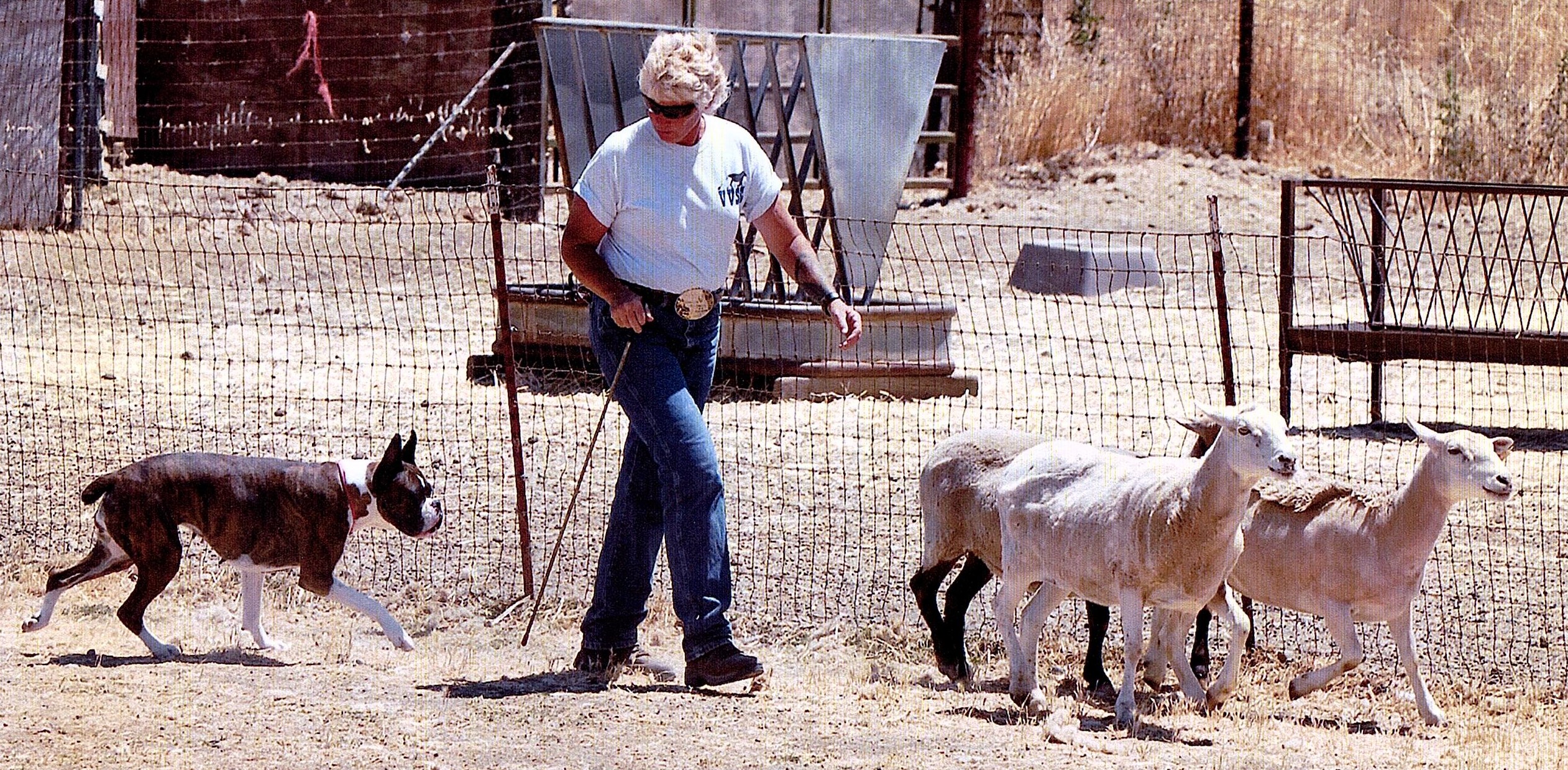 Herding Training